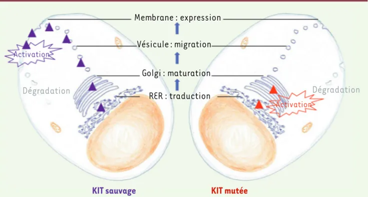 Figure 5. Biologie cellulaire des formes mutées ou sauvages de KIT. La traduction des ARN messagers  en protéines et l’initiation de la glycosylation ont lieu dans le réticulum endoplasmique rugueux (RER)  des cellules