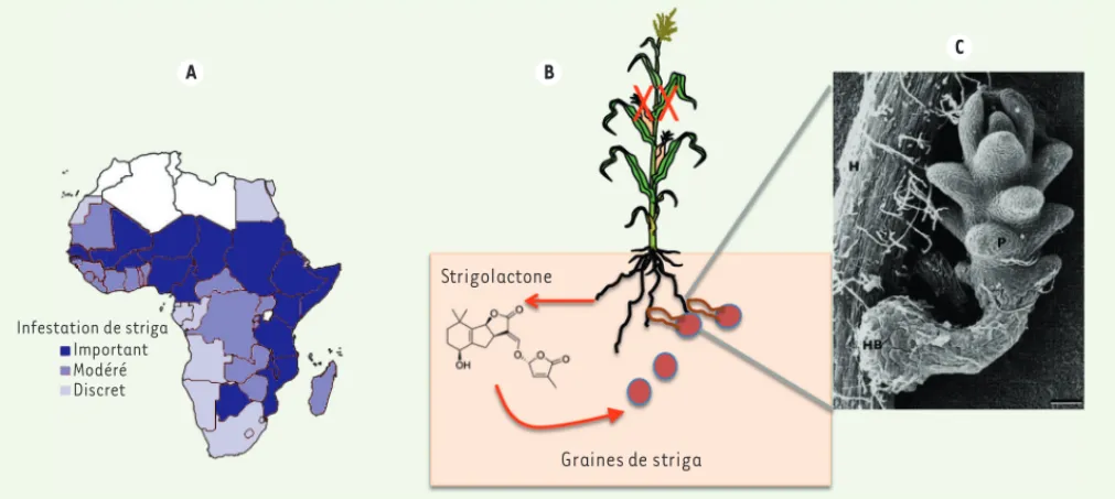 Figure 2. Le problème posé par le striga, une herbe parasite des cultures. A. Dissémination du parasite striga en Afrique (adapté de [1])