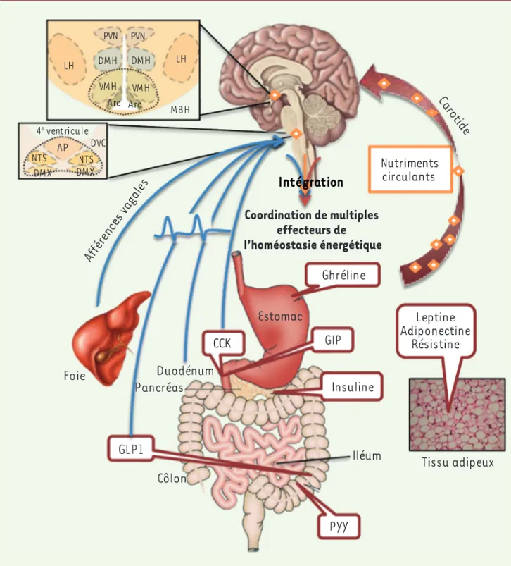 Figure 1. Convergence de multiples signaux du statut énergétique de l’organisme dans le système nerveux  central