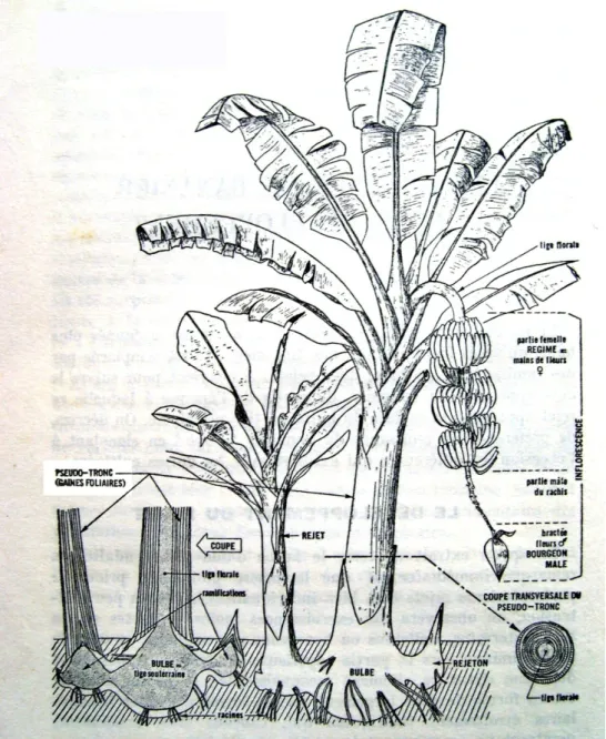 Figure 11. Vue schématique d’un bananier à la fructification et de ses rejets  (source : Champion, 1963) 