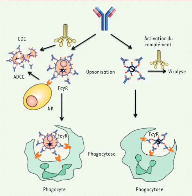 Figure 1. Mécanismes antiviraux impliquant les fonctions effectrices des IgG. Après opsonisation  des virions, les AcM peuvent fixer le complément et/ou les FcγR exprimés par différentes cellules  du système immunitaire