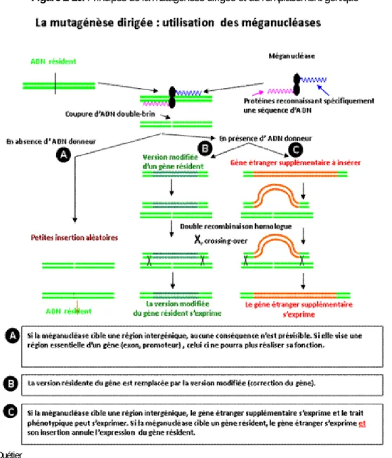 Figure 2-10. Principes de la mutagenèse dirigée et du remplacement génique 