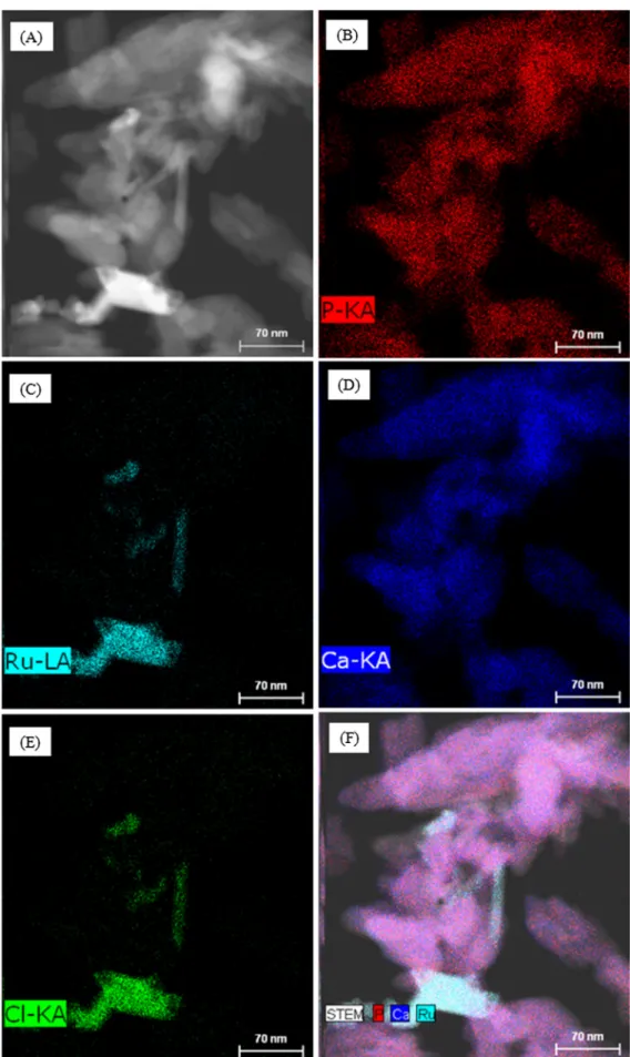 Fig. 4. Imaging of ruthenium, calcium, phosphorus, and chlorine present in Ru/HAP CEX; (A): TEM image for mapping; B to E: mapping of phosphorus, ruthenium, calcium, and chlorine, respectively; (F): image treatment of phosphorus (red), calcium (blue) and r