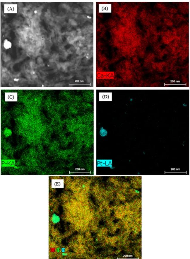 Fig. 6. Imaging of platinum, calcium, and phosphorus present in Pt/HAP LIM; (A): TEM image for mapping; B to D: mapping of calcium, phosphorus, and platinum, respectively;