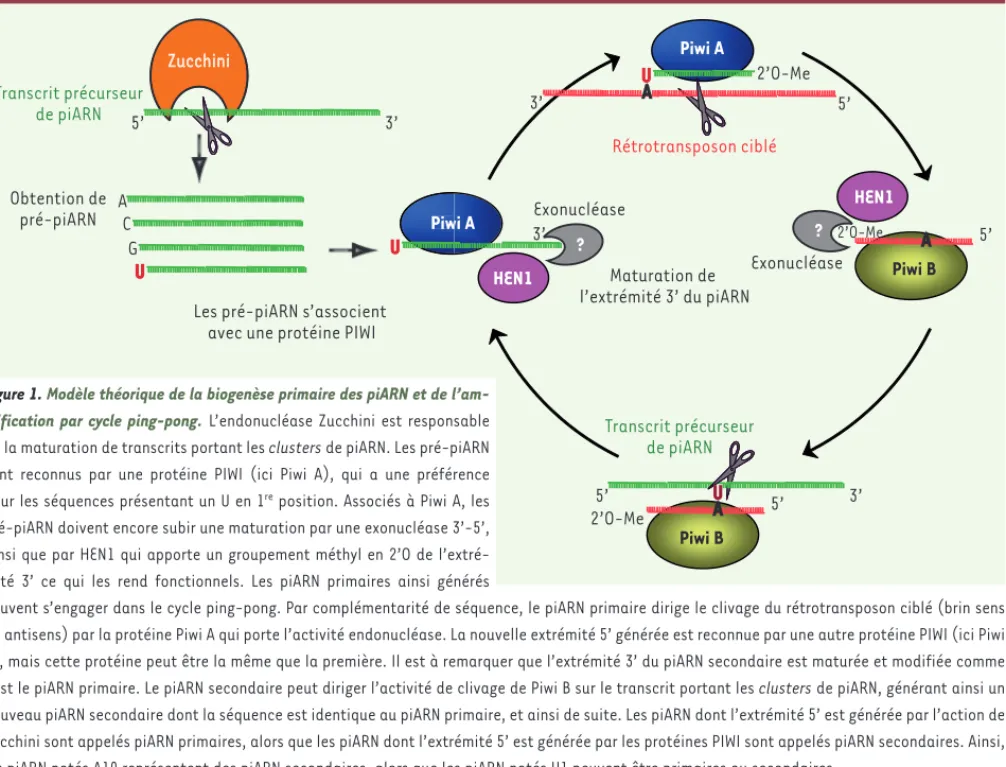 Figure 1. Modèle théorique de la biogenèse primaire des piARN et de l’am- l’am-plification par cycle ping-pong