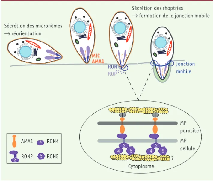 Figure 4. Réorientation du parasite et  formation de la jonction mobile.  Repré-sentation schématique des premières  étapes de l’invasion