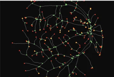 Fig. 10. Skeleton of the segmented vessels, and detection of extremities (red) and junction points (green).