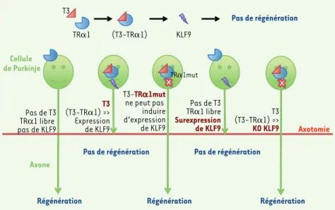 Figure 1. L’hormone thyroïdienne (T3) inhibe la régénération axonale via sa liaison à son récep- récep-teur TRa1 et à l’induction de l’expression du facrécep-teur de transcription Klf9