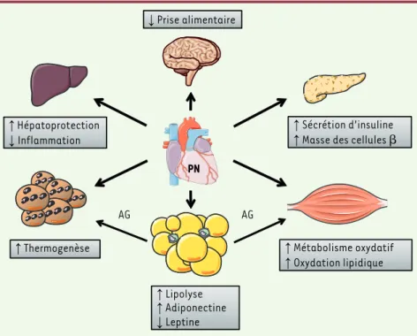 Figure 1. Schéma récapitulatif des principaux effets physiologiques des peptides natriurétiques  dans le contrôle du métabolisme énergétique