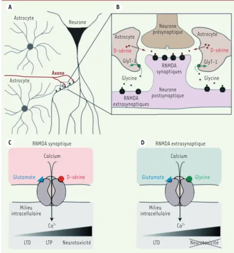 Figure 1. Fonctionnement des récepteurs NMDA synaptiques et extrasynaptiques. A. Les axones  provenant des neurones de la région CA3 (en marron) forment des synapses avec les dendrites  des neurones de la région CA1 (en noir)