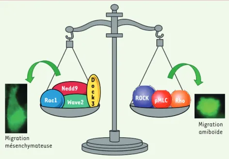 Figure 2. Représentation schématique des molécules régulant l’équilibre et l’inter-convertibilité  entre les modes de migration mésenchymateux et amiboïde