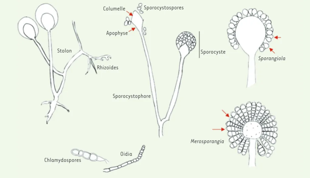 Figure 1.  Structures morphologiques des membres de l’ordre des Mucorales.