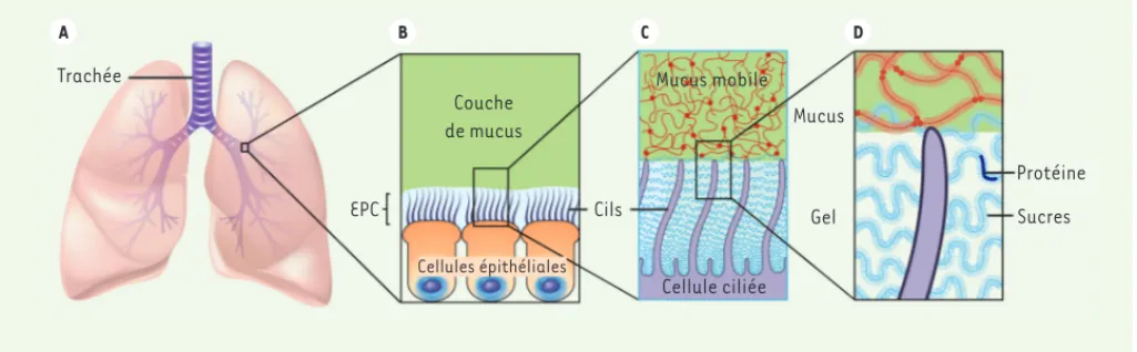 Figure 1. Mécanisme de clairance respiratoire. A. Un film de mucus est constamment produit dans les voies aériennes et p rogresse continuellement  vers la trachée, puis vers la glotte où il sera avalé ou expectoré