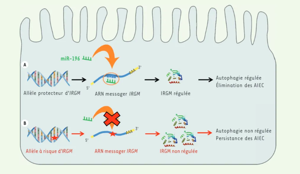 Figure 1. Régulation de la protéine IRGM par le mIR-196. Le miR-196 est surexprimé dans la cellule épithéliale intestinale