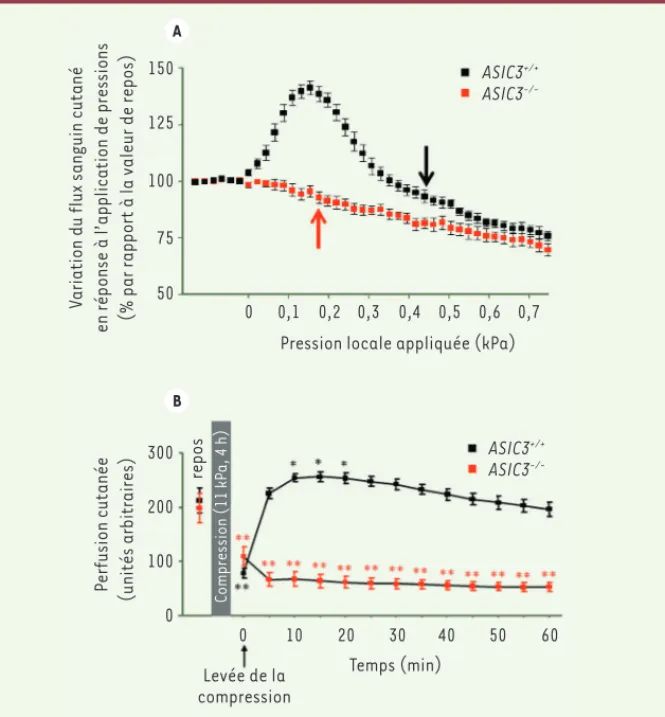 Figure 1. Variation du flux sanguin cutané chez  les souris ASIC3 +/+  et ASIC3 -/-  en réponse aux  faibles pressions (A) et fortes pressions (B)