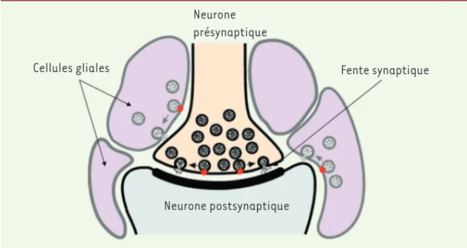 Figure 1. Gliotransmission et neurotransmis- neurotransmis-sion. Ce diagramme illustre l’hypothèse selon  laquelle les cellules gliales libèrent des  subs-tances dans la fente synaptique par le même  mécanisme que les neurones, une exocytose  dépendante du