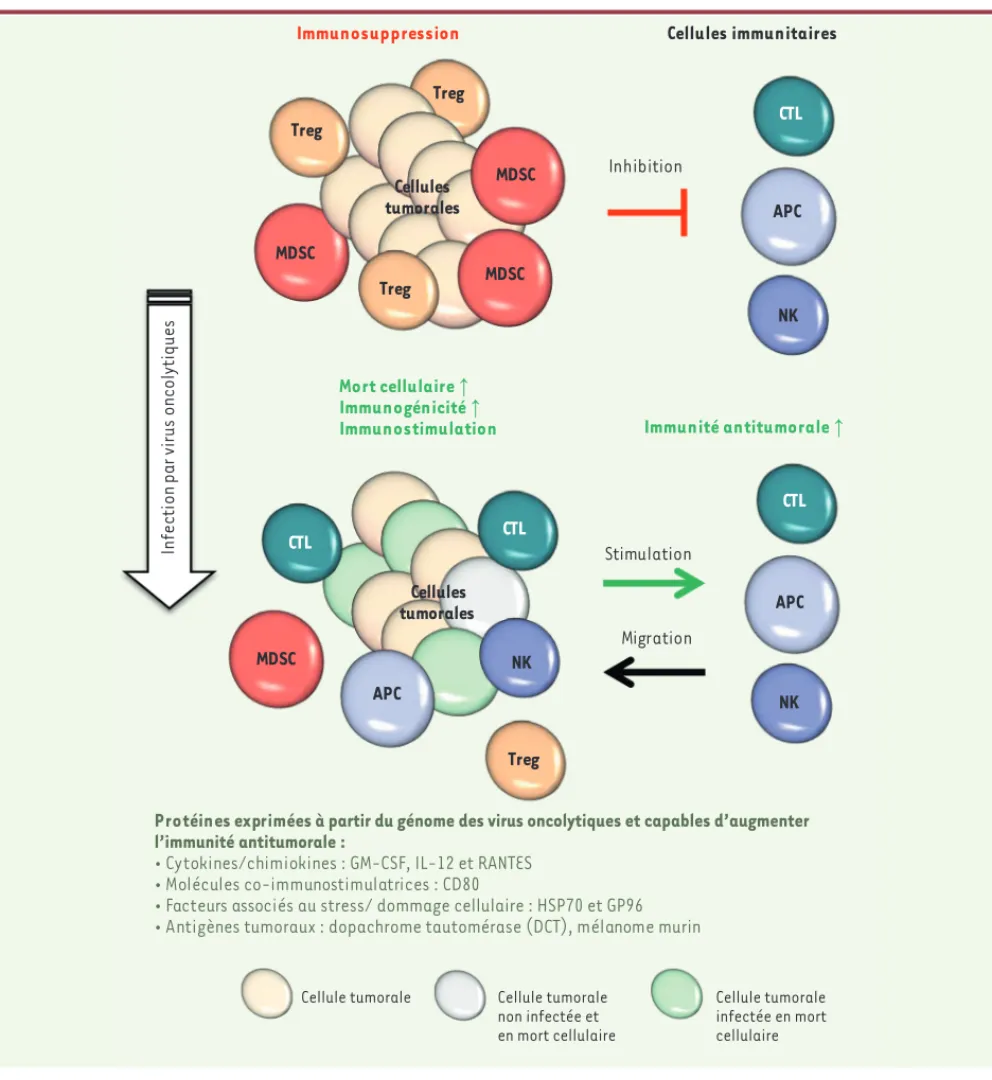 Figure 2. Immunité antitumorale en absence et en présence de virus oncolytique (VO). L’acquisition du phénotype malin s’illustre en partie par la  capacité des cellules tumorales à échapper à l’immunosurveillance