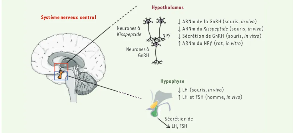 Figure 2. Représentation schématique des actions de la rapamycine au niveau de l’axe hypothalamo-hypophysaire