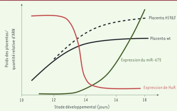 Figure 1. Corrélation entre le  poids du placenta et l’expression  génique au cours du  développe-ment