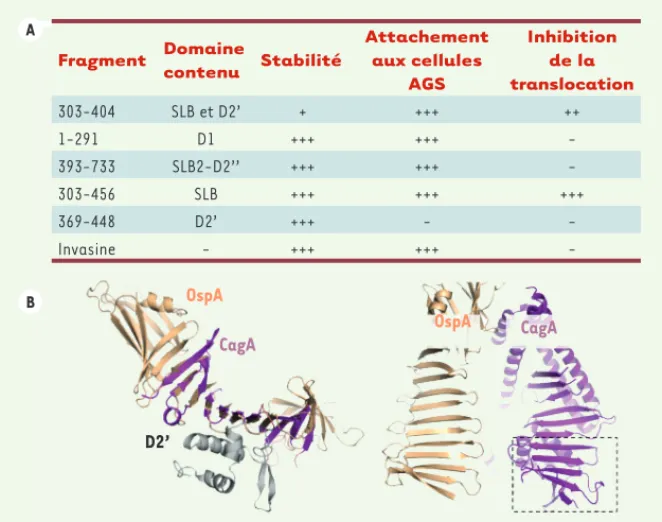 Figure 2. Analyse fonctionnelle de CagA. Tableau récapitulatif des essais d’inhibition de la trans- trans-location de CagA sur des cellules AGS