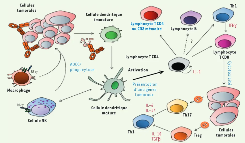 Figure 1. Mécanismes d’action des anticorps monoclonaux à usage thérapeutique en oncologie