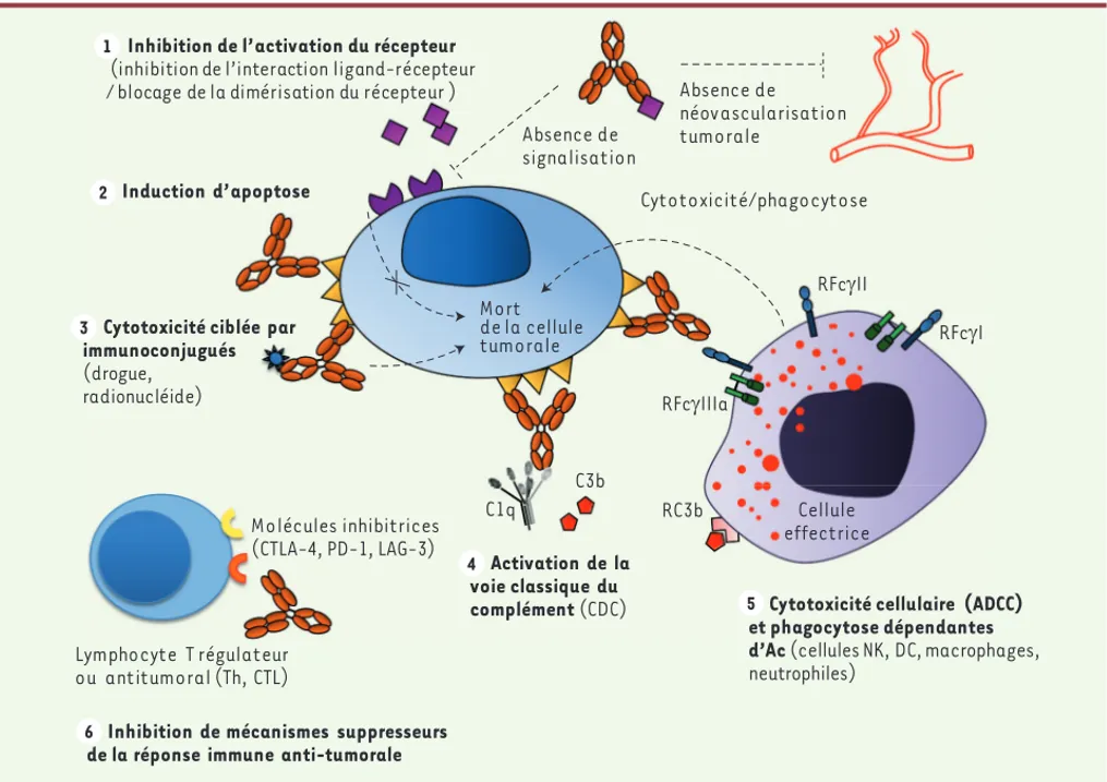 Figure 2. Induction d’une immunité antitumorale adaptative par les anticorps monoclonaux