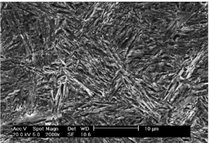 Fig. 1. SEM micrograph of the as-quenched microstructure.