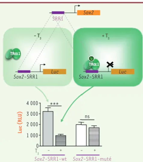 Figure 2. T3 et TRa1 répriment la transcription de Sox2 dans la ZSV. La  régulation de l’expression de Sox2 implique, entre autres, la séquence  régulatrice SRR1, localisée dans sa région promotrice