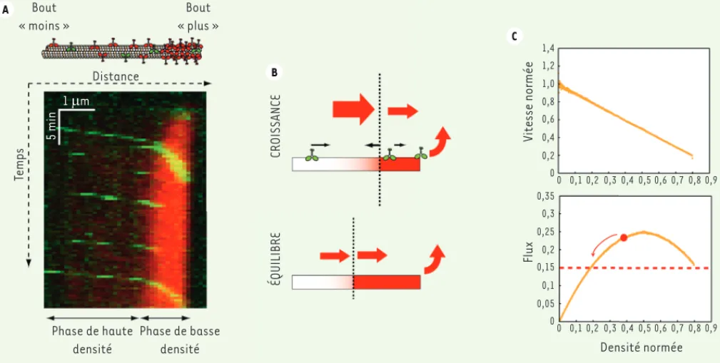 Figure 2. Mécanisme de formation des embouteillages. A. Après injection des kinésines au temps 0, une accumulation de moteurs s’observe à  l’extrémité « plus » du microtubule