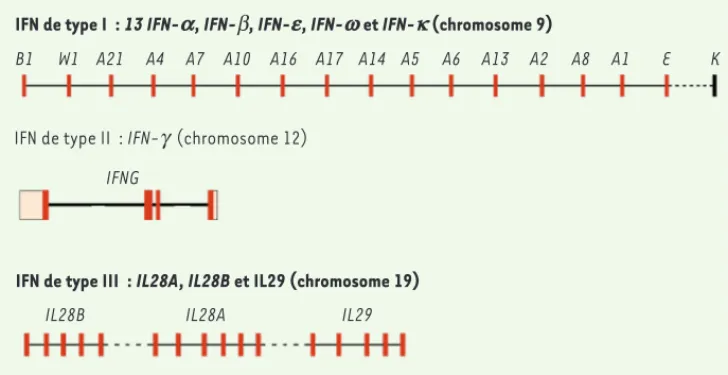 Figure 1. Structure génomique des différentes familles d’IFN. Les gènes codant les 17 IFN de type I, dépour- dépour-vus d’introns, sont localisés dans une région d’environ 400 Kb du chromosome 9, à l’exception de l’IFNK qui  est localisé à 6 Mb de cette ré