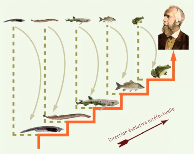 Figure 5. La rémanence de l’échelle des êtres  conduit à la lecture erronée des arbres  phylo-génétiques.