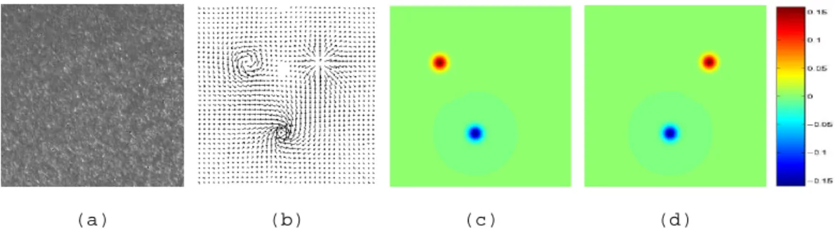Figure 3: Synthetic example with ground truth. (a) PIV image; (b) Parametric motion field;