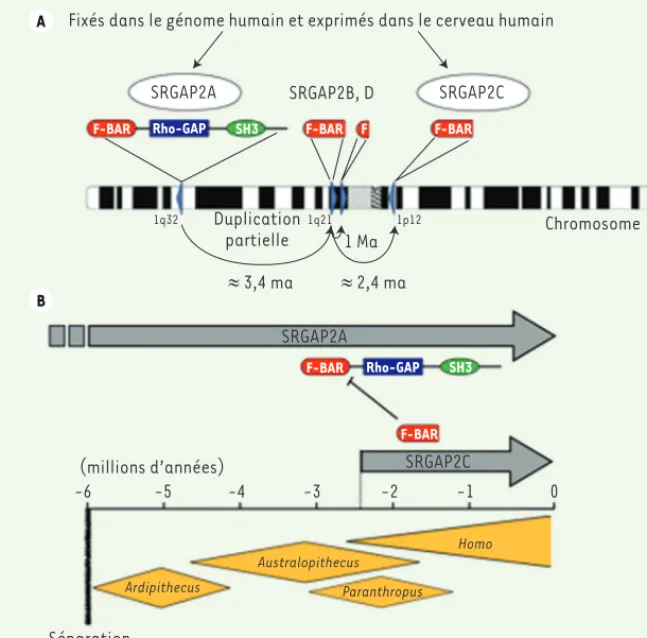 Figure 1. Évolution du gène SRGAP2 dans la lignée  humaine. A. Représentation de la localisation  et de l’évolution des paralogues du gène SRGAP2  (triangles bleus) sur le chromosome 1 humain