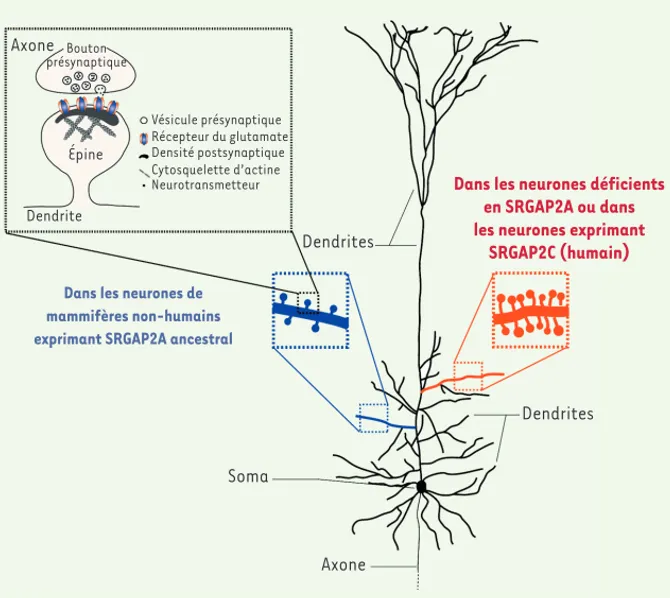 Figure 2. SRGAP2A et son paralogue humain SRGAP2C contrôlent la morphologie et la densité  des épines dendritiques