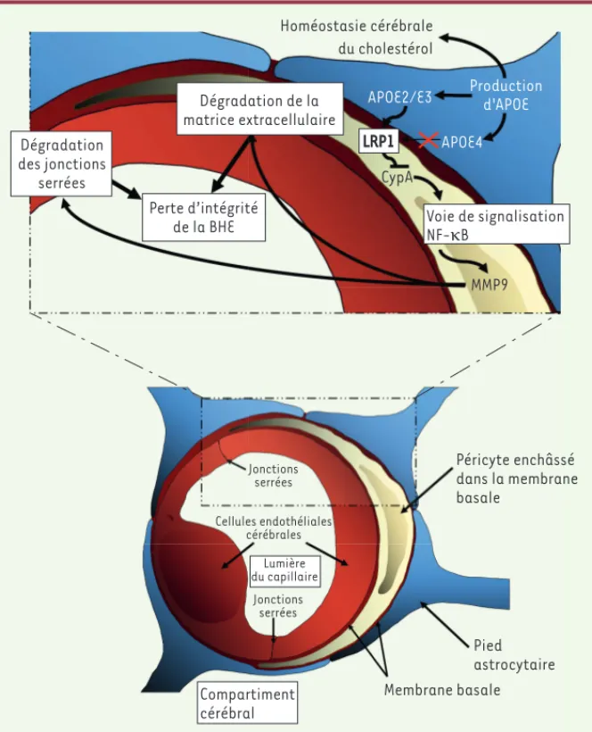 Figure 2. Mécanismes cellulaires expliquant comment les produits du gène APOE contrôlent  l’intégrité de la barrière hémato-encéphalique (BHE) via les péricytes