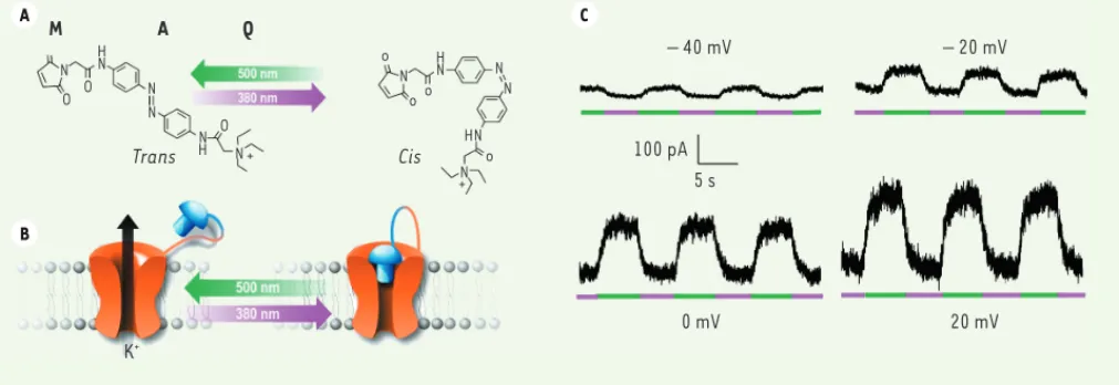 Figure 1. TREKlight : un canal TREK1 controlé par la lumière. A. Le MAQ est une molécule contenant une fonction maléimide (M) qui permet d’attacher  de façon covalente la molécule sur une cystéine introduite sur le canal, une fonction azobenzène photoisomé