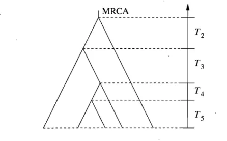 FIGURE  2.2.  Arbre de  coalescence  pour n  =  5. 