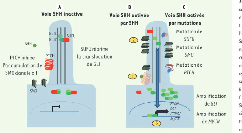 Figure 1. La voie de signali- signali-sation SHH. A. En l’absence  de son ligand SHH, le récepteur  transmembranaire PTCH réprime  l’accumulation de la protéine  SMO dans le cil des progéniteurs  neuraux