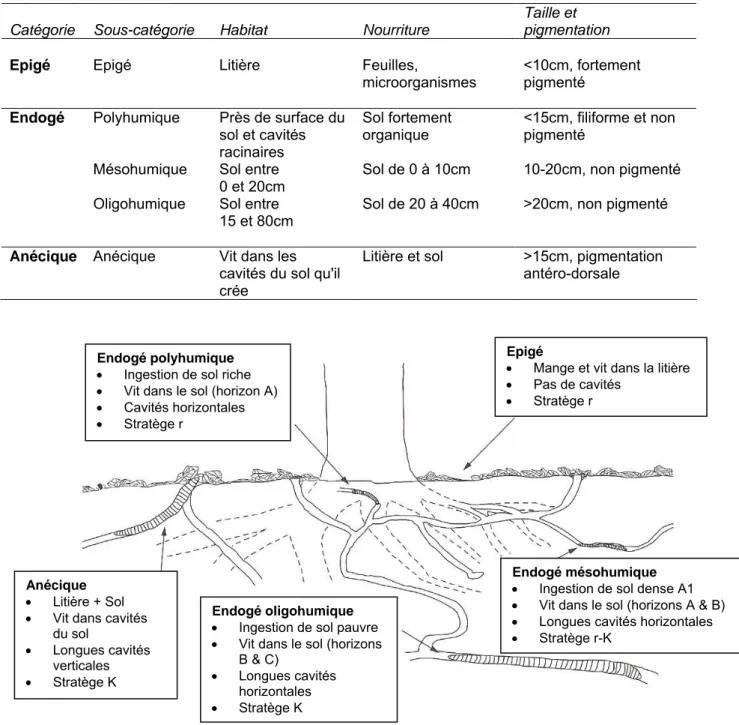Tableau 1. Catégories écologiques, habitat, nourriture et caractéristiques morphologiques des vers de  terre (d’après Coleman et al., 2004) 