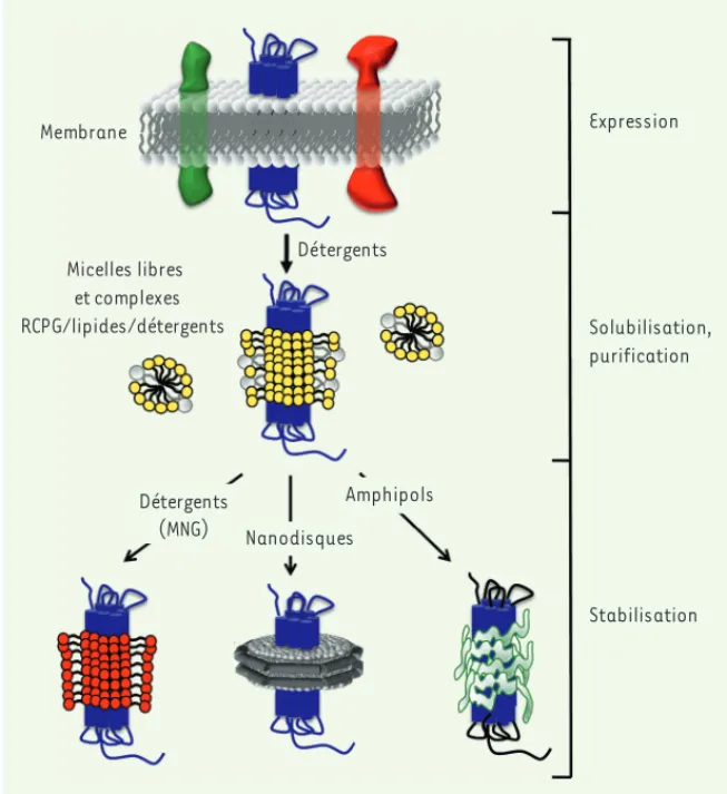 Figure 1. Les étapes de manipulation des RCPG. Les RCPG (schématisés en bleu) sont des pro- pro-téines membranaires intégrales et, dans la majorité des cas, sont surexprimés à la membrane  plasmique des cellules hôtes (le cas des RCPG produits en corps d’i