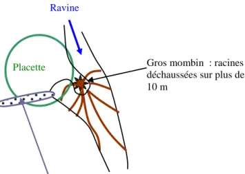 Figure 6: plan d'ensemble de la placette 1  Ravine 