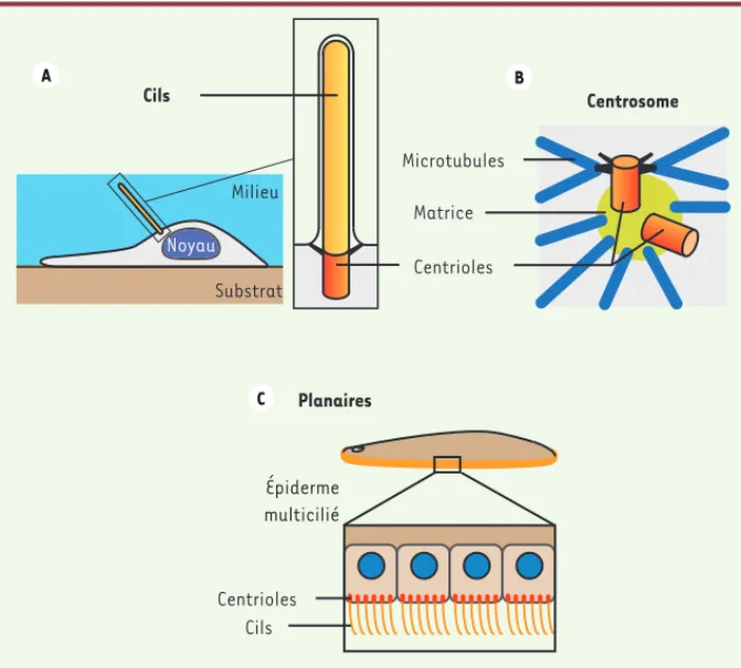 Figure 1. Cils, centrioles  et centrosomes. A. Les cils sont des projections cellulaires assemblées à  partir des centrioles