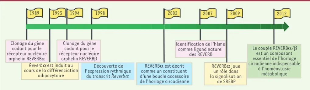 Figure 2. Un bref historique des récepteurs REVERB. Vingt-trois ans après leur découverte, les récepteurs REVERB, initialement récepteurs orphelins,  ont été identifiés comme étant des acteurs majeurs du système circadien et du métabolisme