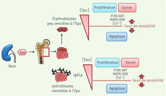 Figure 1. Les IgA1p polymériques modulent la sensibilité des érythroblastes à l’Epo. Dans les  niches érythroïdes coexistent deux populations d’érythroblastes, qui diffèrent par leur  sensibi-lité à l’Epo