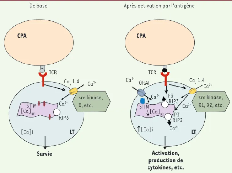 Figure 3. Rôle des canaux Cav1.4 dans les lymphocytes T. D’après les travaux des groupes de Flavell et Jeffe- Jeffe-ries, les canaux Ca v 1.4 seraient nécessaires à la survie des LT et leur activation