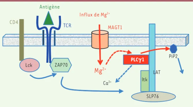 Figure 1. Localisation de l’action de l’inf lux de Mg 2+  relayée par le transporteur MAGT1 dans   l’activation lymphocytaire T (adapté de [10]).