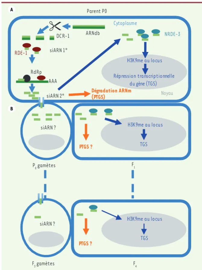 Figure 1. Mécanismes transcriptionnels et post-transcriptionnels de l’extinction de gènes par l’ARN  double-brin et transmission multigénérationnelle