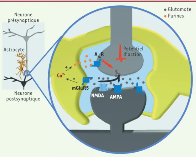 Figure 1. Les astrocytes facilitent la transmission synaptique de base. Représentation schématique  résumant l’implication des astrocytes au cours de la transmission synaptique de base