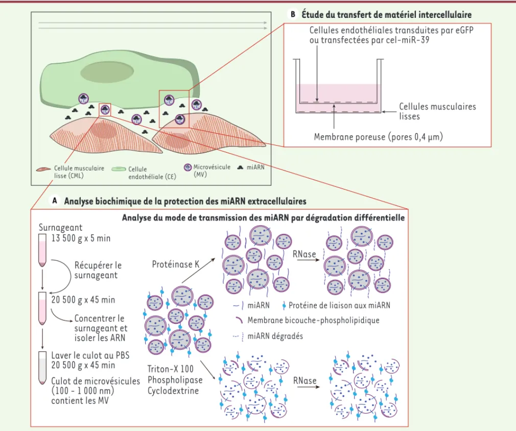 Figure 2. Analyse de la communication intercellulaire. A. Analyse biochimique de la protection des miARN extracellulaires