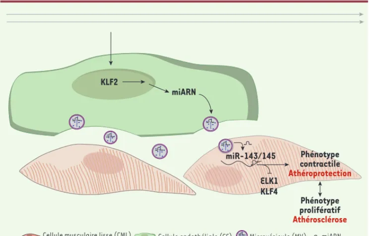 Figure 3. Communication entre CE et  CML vasculaires. Le flux laminaire  indu it l’expression de KLF2 dans les  CE